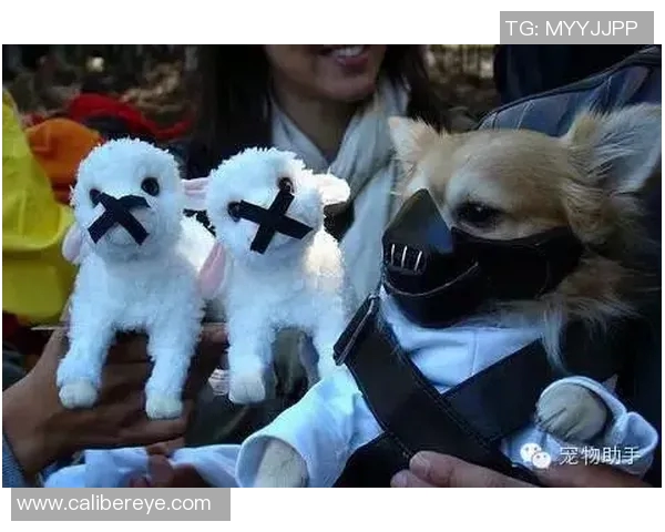 足球明星宠物大比拼谁才是养宠高手揭秘明星背后的萌宠生活 足球明星宠物大比拼谁才是养宠高手揭秘明星背后的萌宠生活