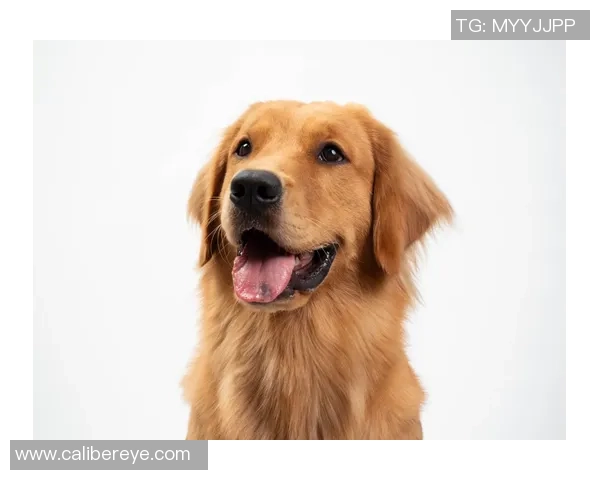 金毛犬在足球场上的明星表现与知名球员盘点 金毛犬在足球场上的明星表现与知名球员盘点